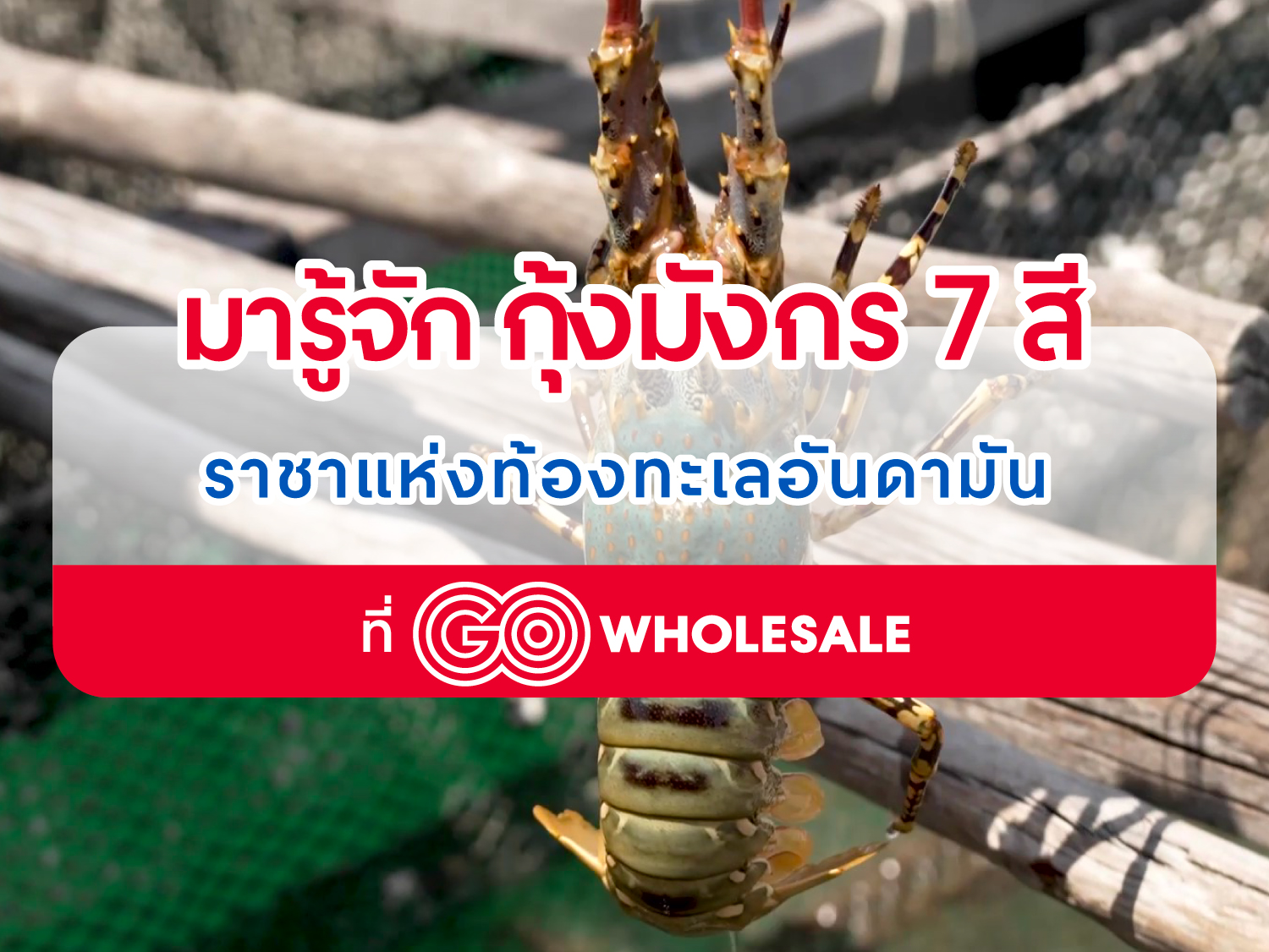 Thumbnail-GO-TALK-Rainbow-Lobster (1)